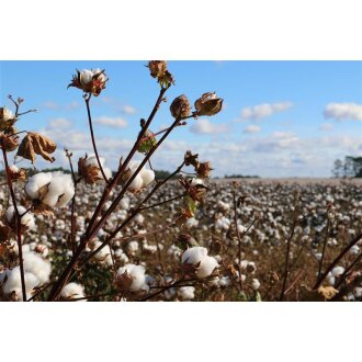 Filati di bambù e filati di cotone