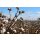 Filati di bambù e filati di cotone